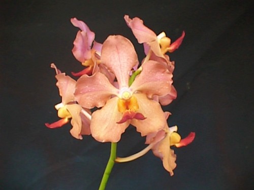 Как цветет орхидея Vanda JVB ‘Tan Hun Siang’ x Vanda ‘Kasem's Delight’