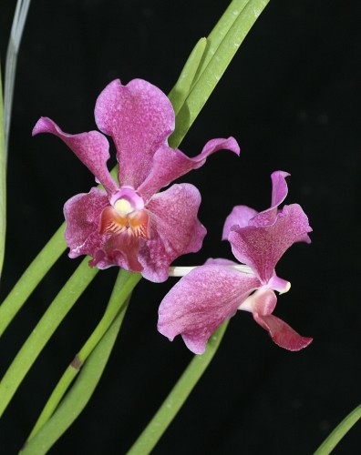 Как цветет орхидея Vanda Hilo Rose