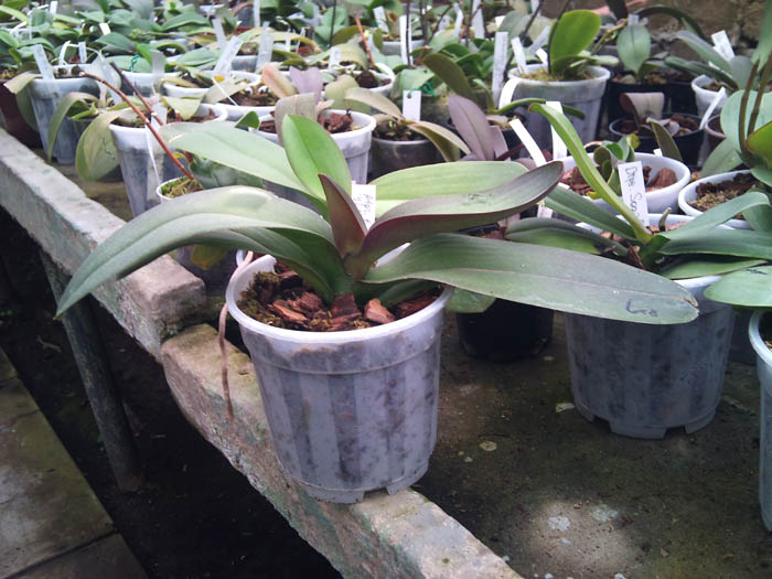 Фото орхидеи Doritaenopsis King Shiang's Baby 'Yellow Kitty'