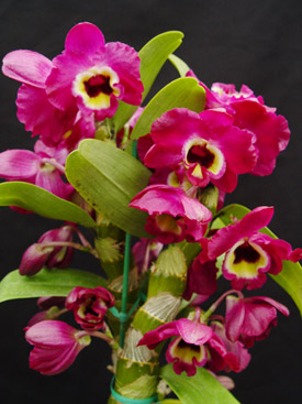 Как цветет орхидея Dendrobium Red Emperor