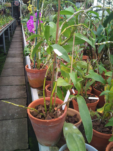 Фото орхидеи Dendrobium nobile var. cooksonianum