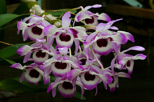 Как цветет орхидея Dendrobium nobile var. cooksonianum
