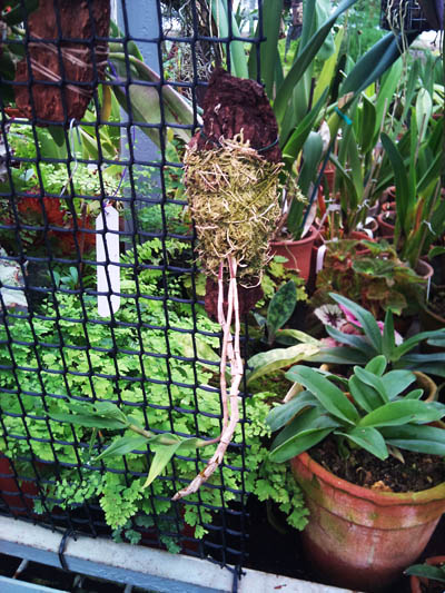 Фото орхидеи Dendrobium victoriae reginae