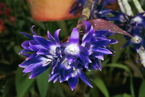 Как цветет орхидея Dendrobium victoriae reginae