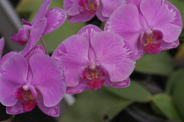Фото орхидеи Dtps. Ching Hua Fair 'Red Flash'