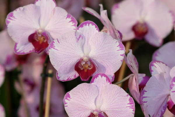 Фото орхидеи P. Minho Princess 'SJ'