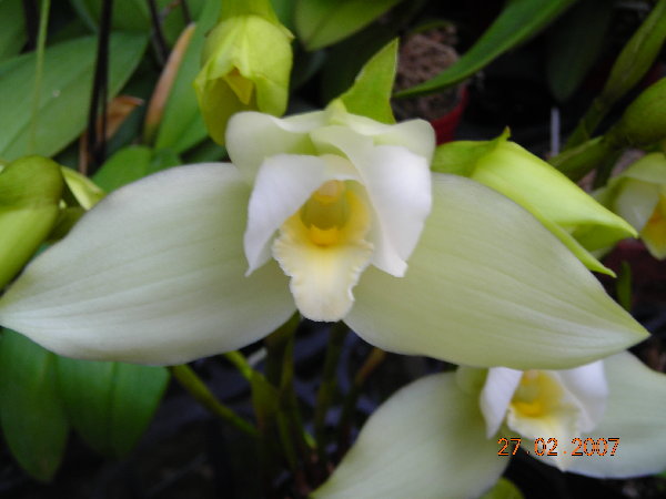 Фото орхидеи Lyc. Auburm х Lyc. Highland white color hybrids