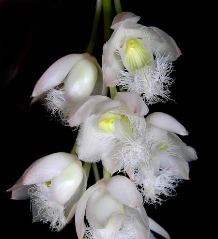 Фото орхидеи Clowesia Rebecca Northern