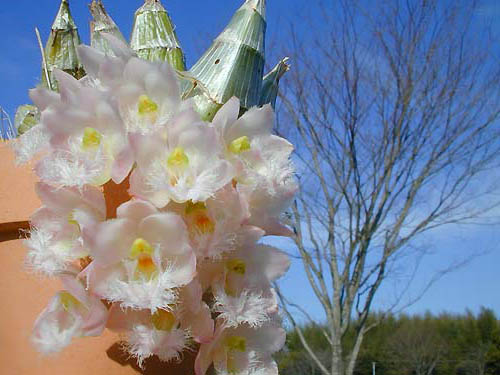 Цветение орхидеи Clowesia Rebecca Northern