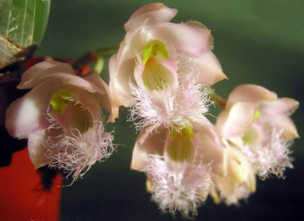 Clowesia Rebecca Northern фото цветущей орхидеи