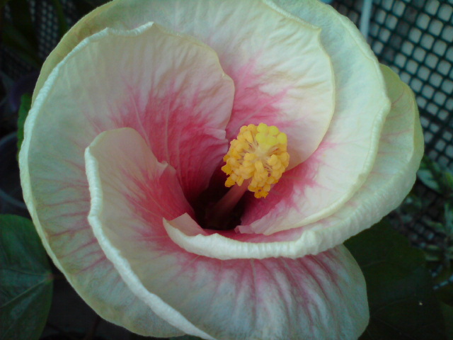 Так процвел рано весной