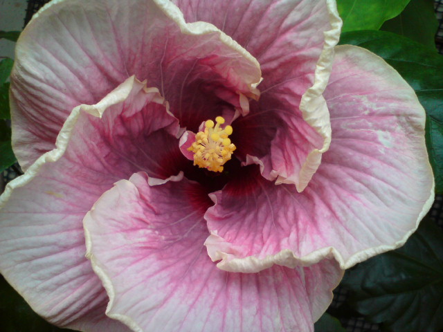 Сегодня - начало