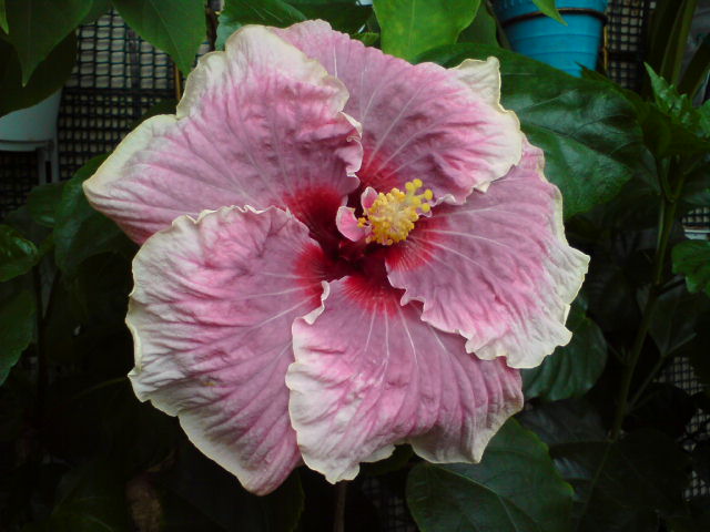 Незнакомец!