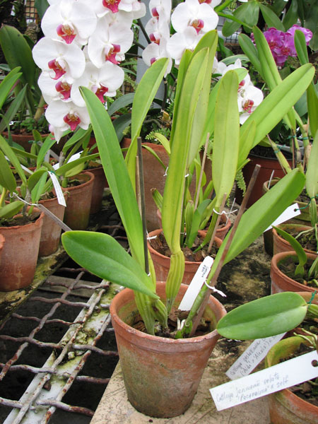 Фото орхидеи Cattleya gigas