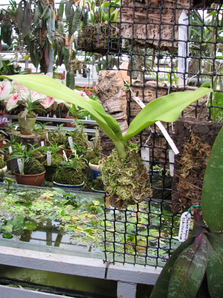 Фото орхидеи Doritaenopsis Kenneth Schubert 'Blue'