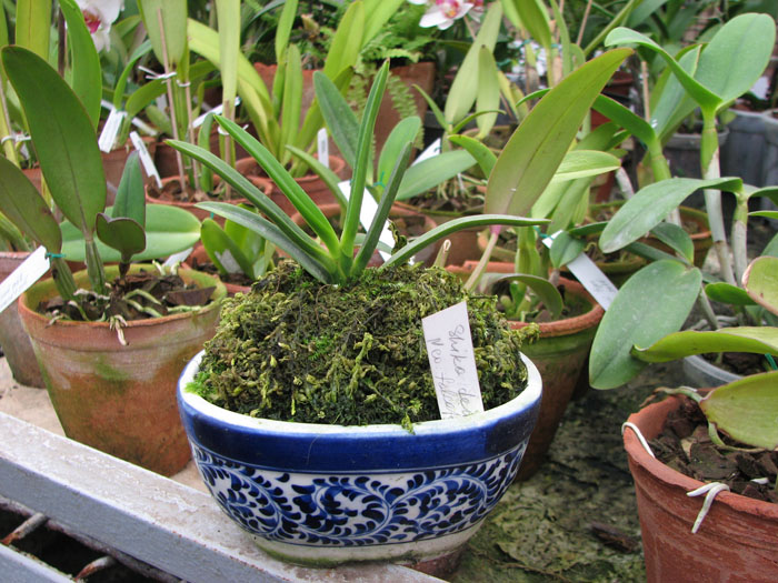 Фото орхидеи Neofinetia falcata Shikoden