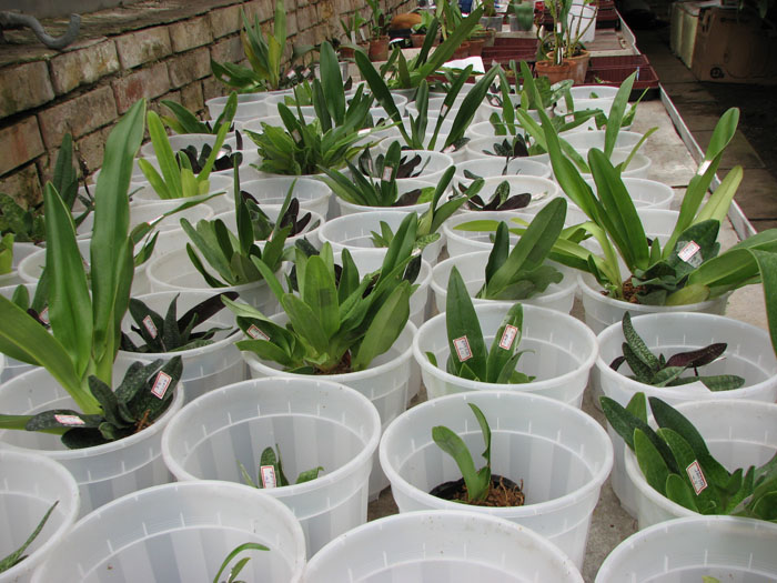 Фото орхидей полученного заказа