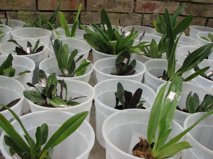 Орхидеи пафиопедилумы.jpg