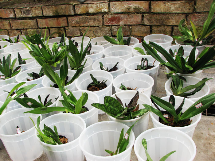 Paphiopedilum Hung Sheng.jpg