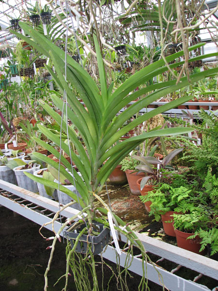 Фото орхидеи Ascocenda Princess Mikasa Pink