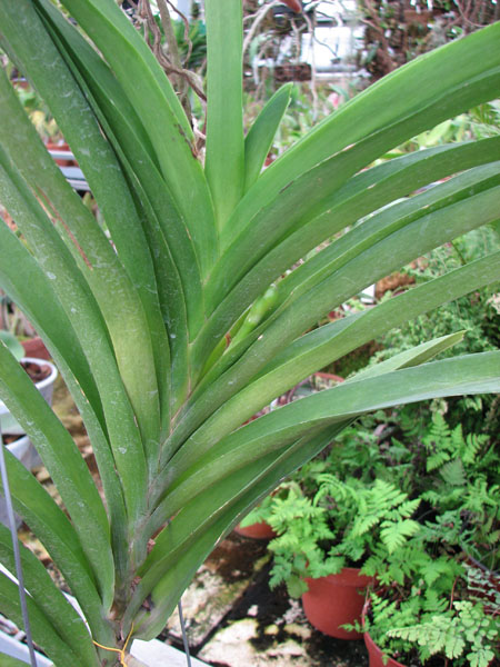 Ascocenda Princess Mikasa Pink с цветоносом.