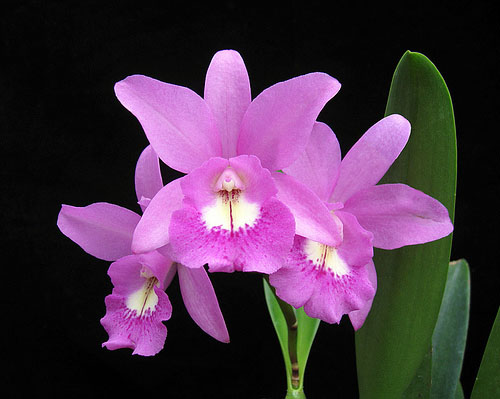 Как цветет орхидея Brassocattleya Little Mermaid 'Janet'