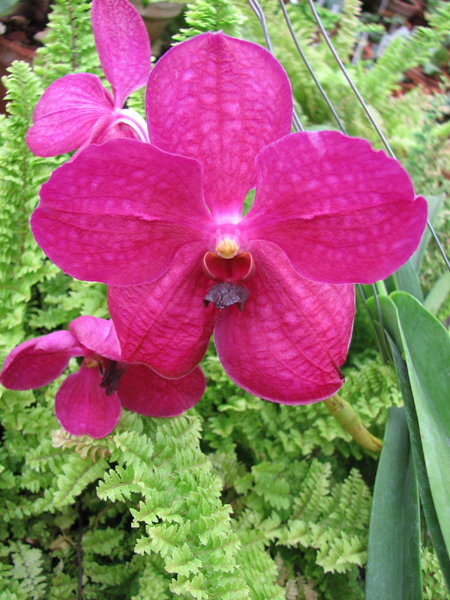 Цветок орхидеи Vanda Kultana Delight x Vanda Patcharee's Delight.jpg