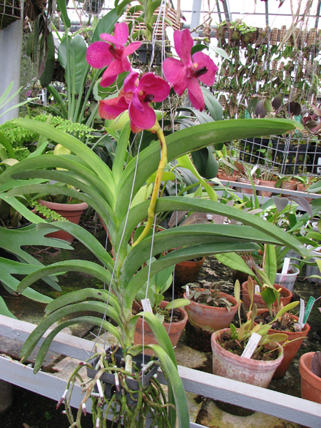 Орхидея Vanda Kultana Delight x Vanda Patcharee's Delight.jpg
