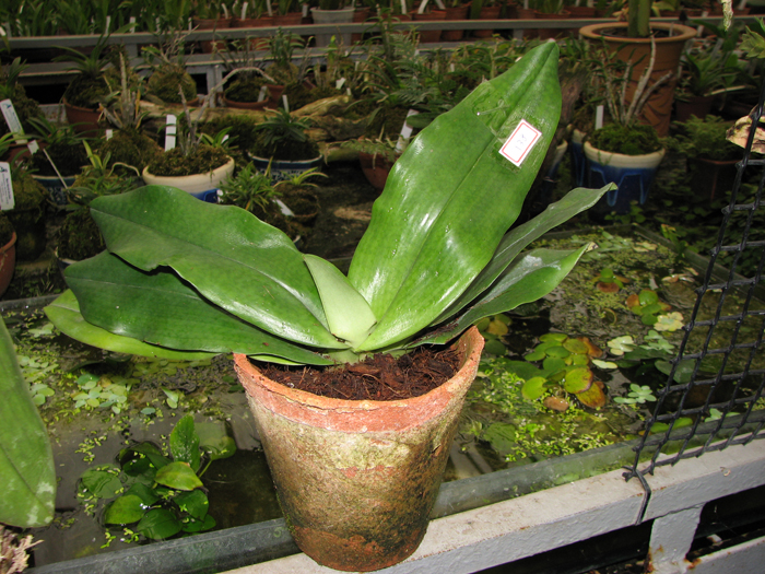 Фото орхидеи Paphiopedilum Hung Sheng Knight