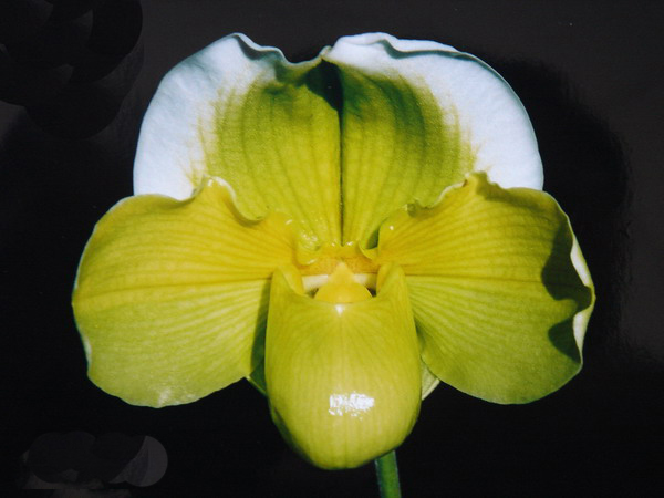 Цветок орхидеи Paphiopedilum Enzan Blamley (Mikasa Branch x Olympian Paradise)