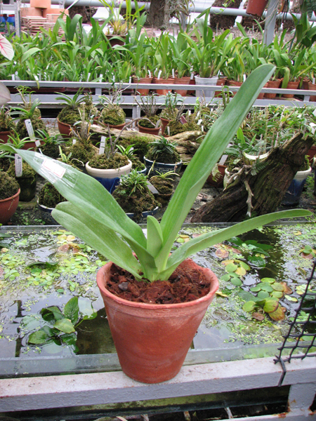 Фото орхидеи Paphiopedilum Hung Sheng Green (Vintage Harvest x Lambert Day)