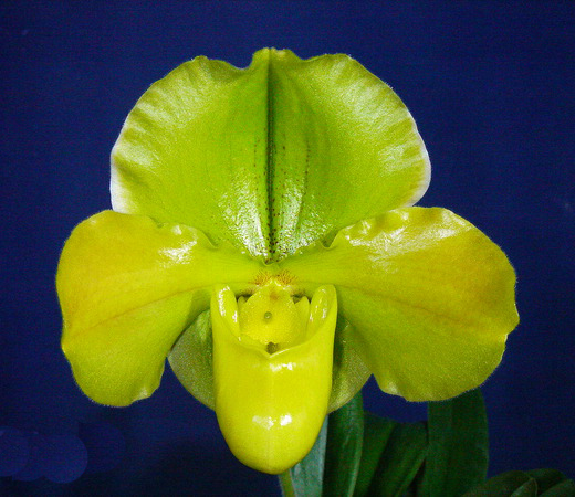 Цветок орхидеи Paphiopedilum Hung Sheng Green (Vintage Harvest x Lambert Day)