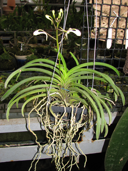 Фото орхидеи Neostylis Lou Sneary