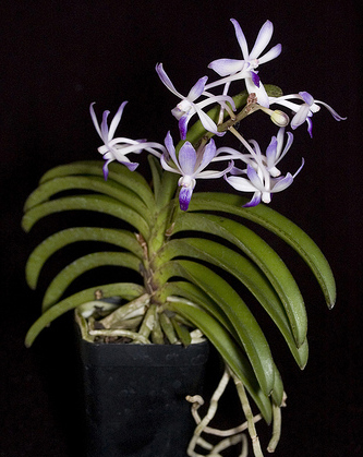 Как цветет орхидея Neostylis Lou Sneary