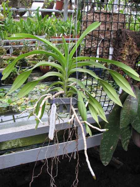 Фото орхидеи Ascocenda Kenny Gold x Vanda denisoniana