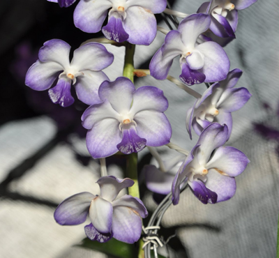 Как цветет орхидея Vascostylis Five Friendship x Rhynchostylis coelestis pink