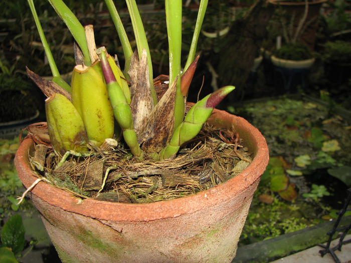 Цветоносы орхидеи Maxillaria callichroma