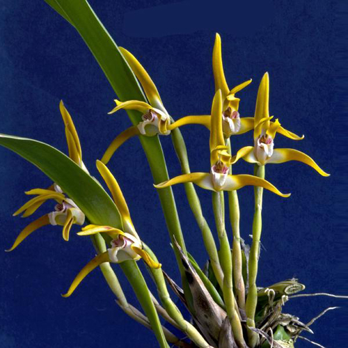 Как цветет орхидея Maxillaria callichroma