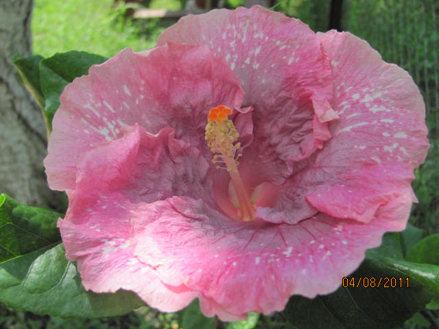 это что то 003.jpg