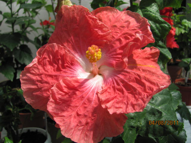 это что то 014.jpg