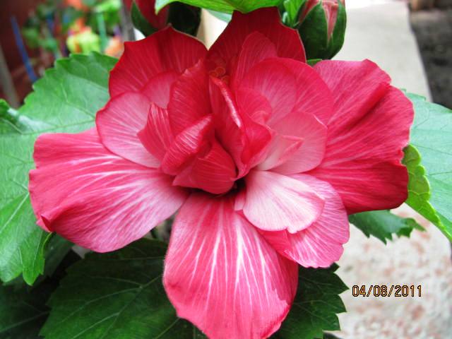 это что то 017.jpg