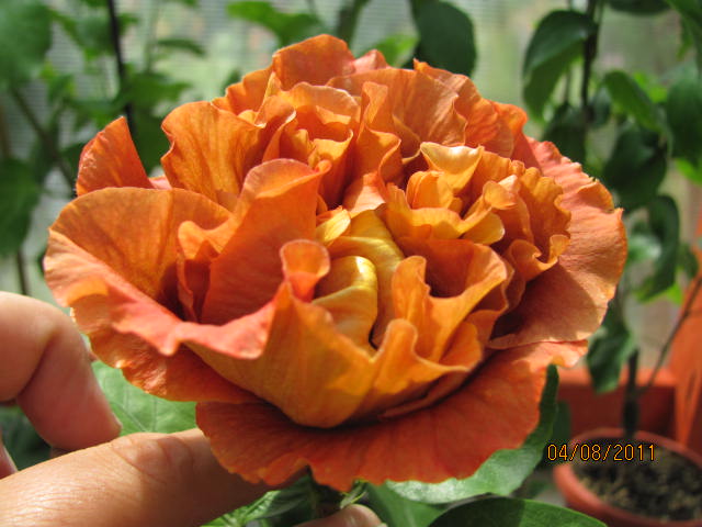 это что то 022.jpg