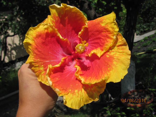 это что то 057.jpg