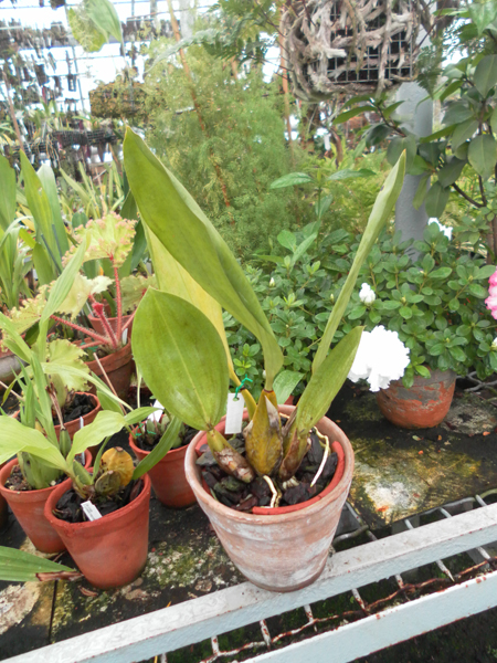 Фото орхидеи Bifrenaria atropurpurea