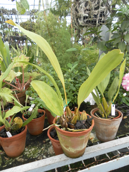 Фото орхидеи Bifrenaria melicolor