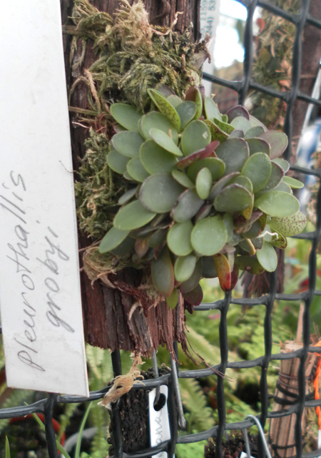 Фото орхидеи Pleurothallis grobyi. миниатюрный мексиканский тип