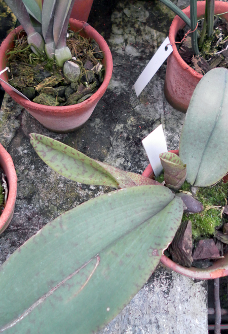 Орхидея Psychopsis Kalihi 'Big' с ростами