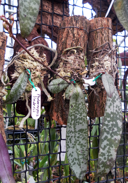 Фото орхидеи Phalaenopsis lindenii