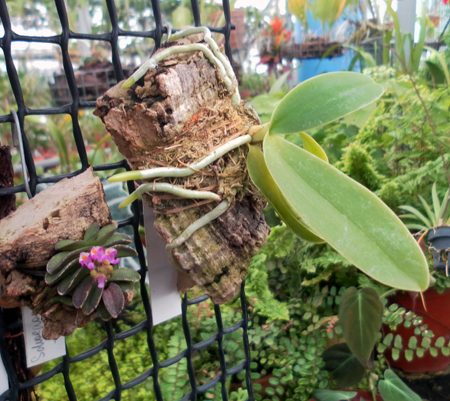 Фото орхидеи Sedirea japonica и Schoenorchis fragrans