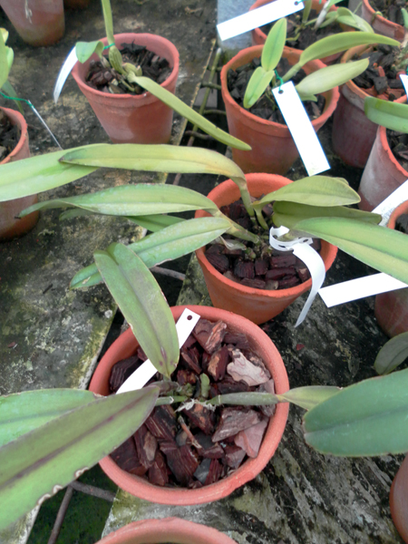 Фото орхидеи Cattleya maxima 'Jorg'